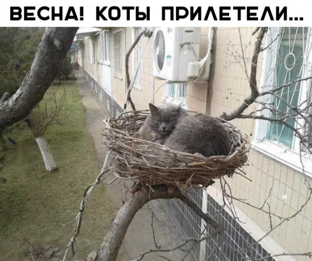 Забавные фото котеек