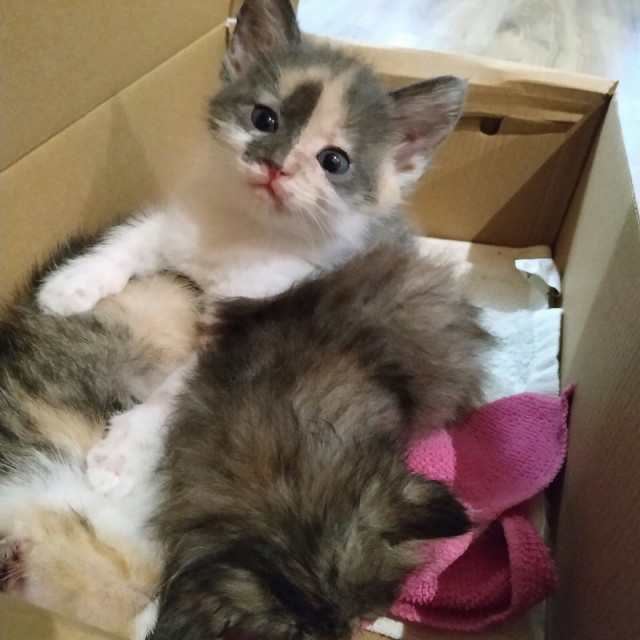 Забавные фото котеек