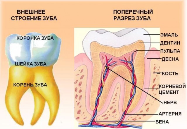 Нелепые утверждения, которые звучат как выдумка, но являются правдой