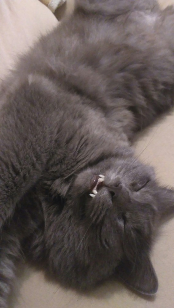 Девять причин, почему вам срочно надо завести кота