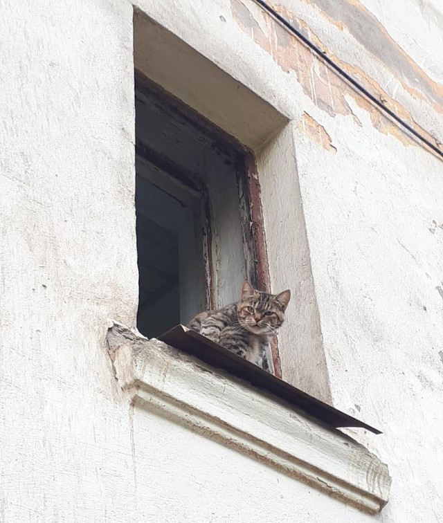 Живность из сети