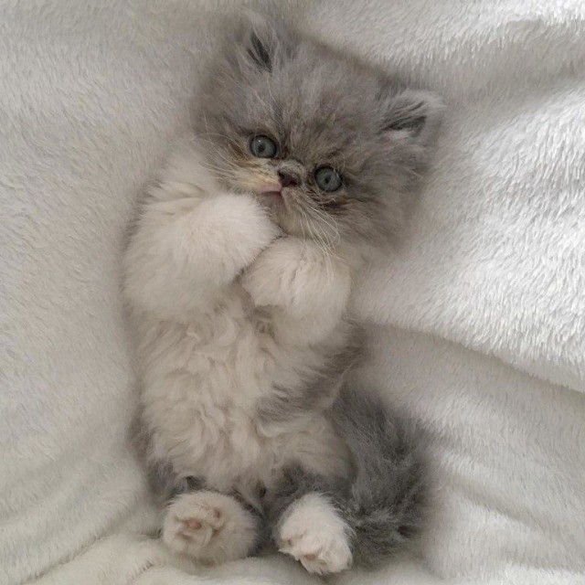 Забавные фото котеек