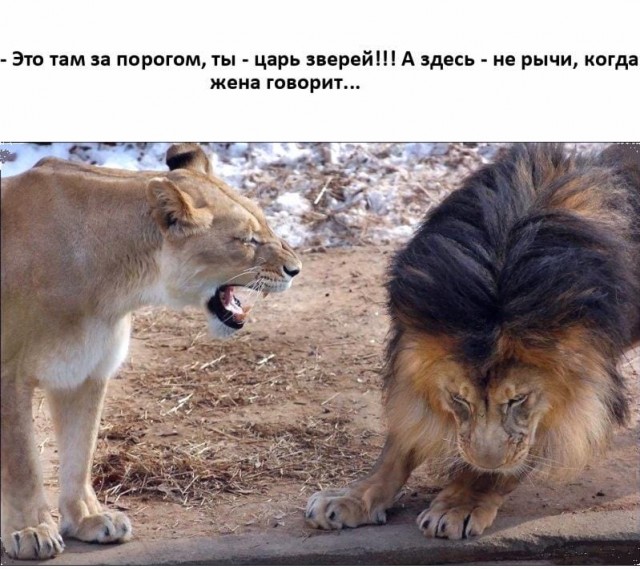 Кучка картинок №7