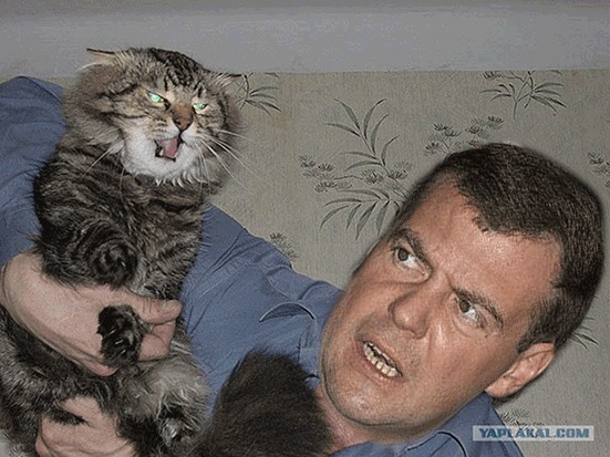 Злой кот