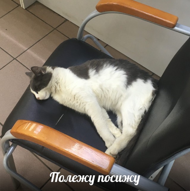 Чуток картинок не про вирус  18.0.  Животные