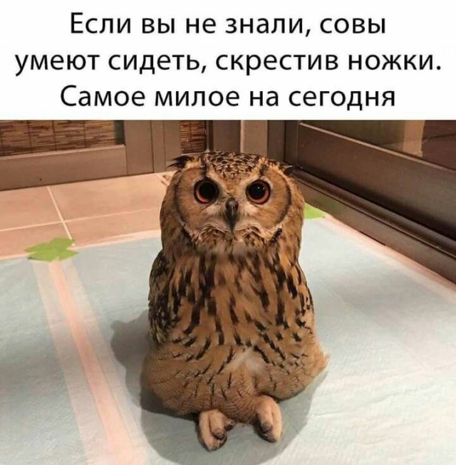 Картинки из недр интернета