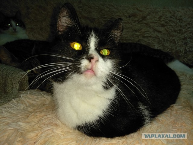 Котовторнику посвящается