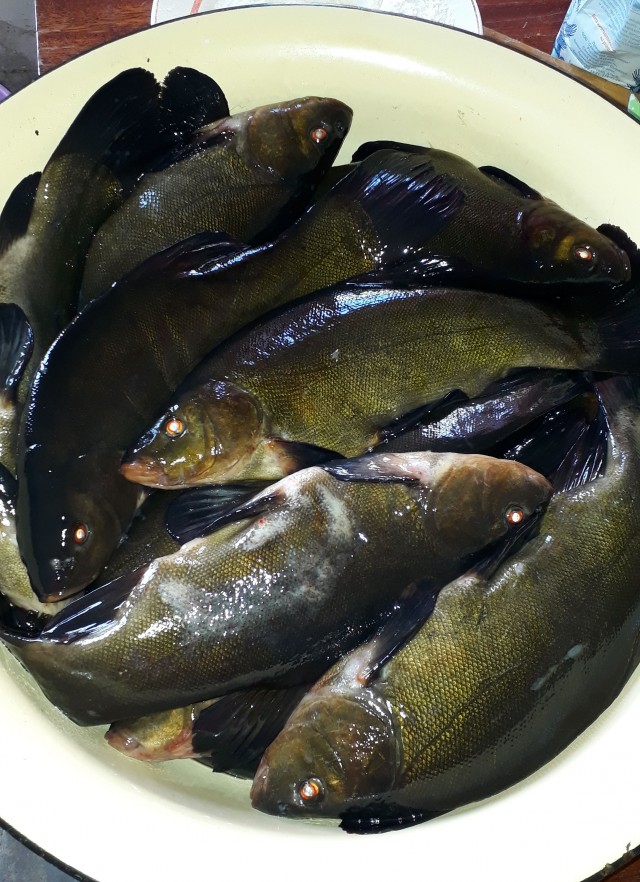 Лето, речка, караси