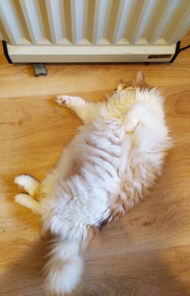 Котовторнику быть!