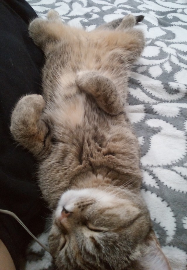 Котовторнику быть!