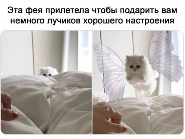 Картинки и мемы для настроения