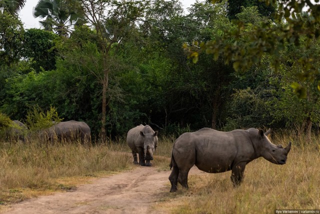 Уганда: самая настоящая Африка с гориллами и носорогами!
