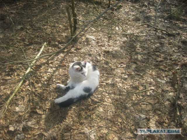 Жизнь домашнего приюта для котеек 335