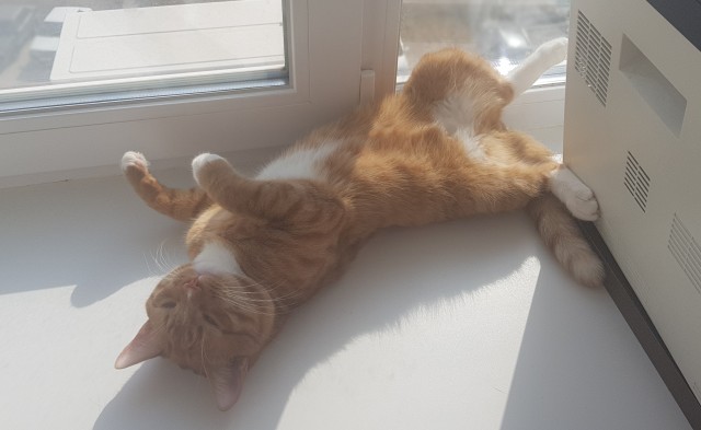 Котовторник же!