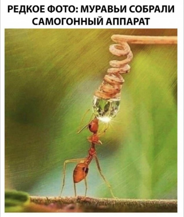 Картинки и мемы для настроения 04.08.2021