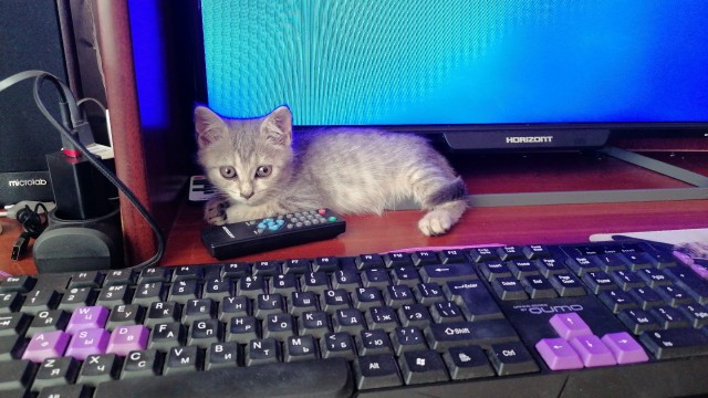 Мой самый первый КОТовторник!