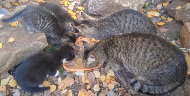 Котовторник
