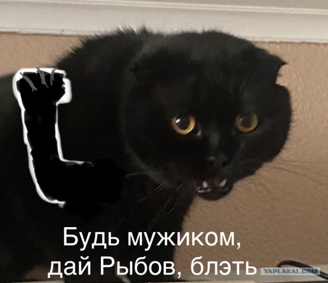 Мой кот, прошу любить и жаловать