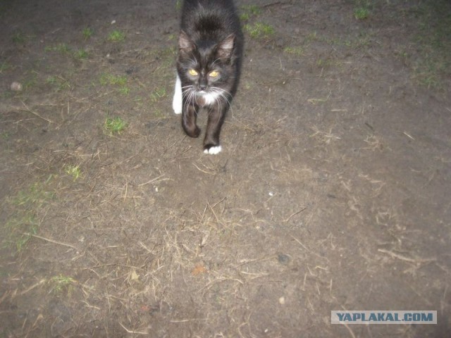 Жизнь домашнего приюта для котеек 370