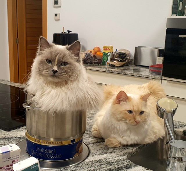 Господа и дамы ЯПа! Котовторник у нас начался! Отойдите от политоты и давайте котиков побольше!