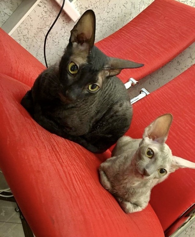 А это мой котан к котовторнику