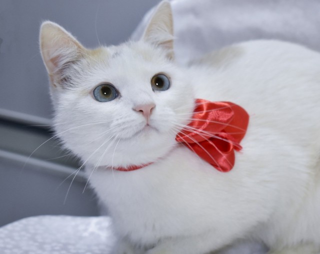 Котовторник. Королева помойки
