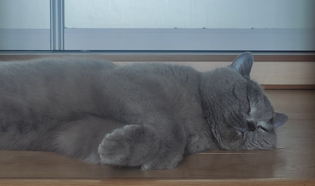 Начну котовторник чуть раньше!