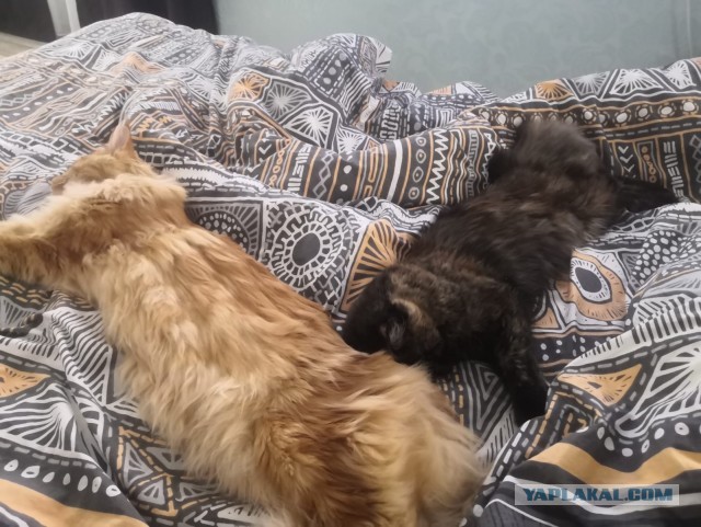 А как вы спите с котиком?
