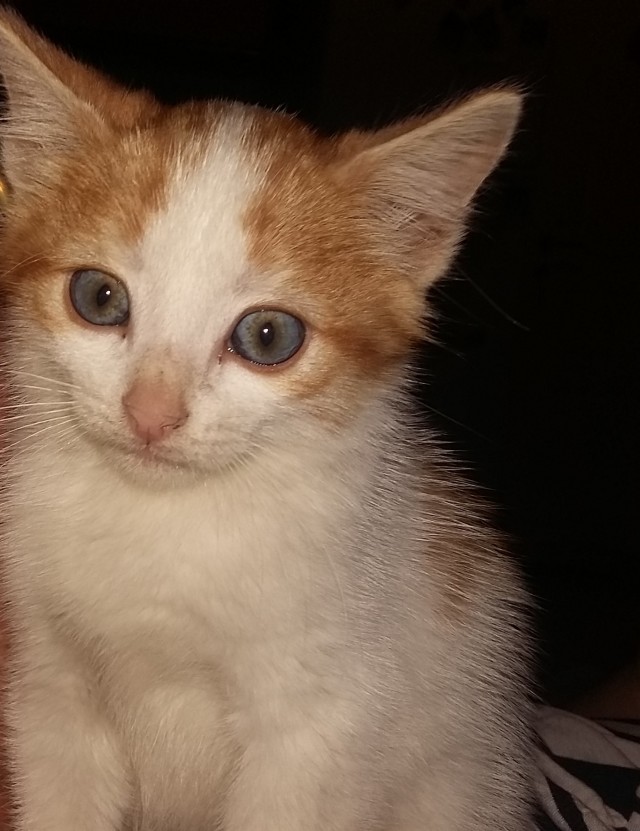 Мой котовторник