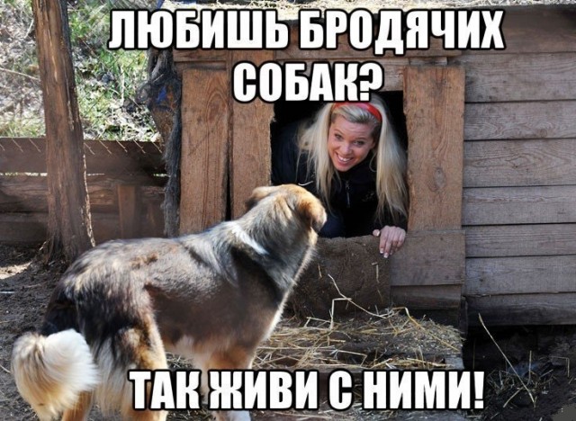 Желая показать свою любовь к животным " зоозащитники" дали собакам возможность нападать на людей.