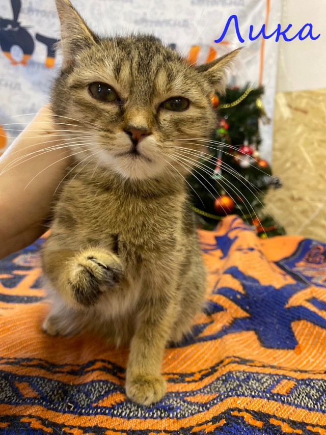 Жизнь домашнего приюта "Котоленд" 370