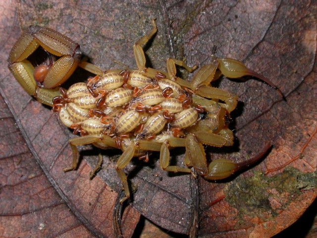 Самые ядовитые скорпионы в мире