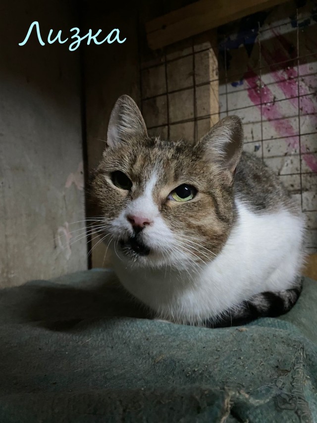 Жизнь домашнего приюта "Котоленд" 374