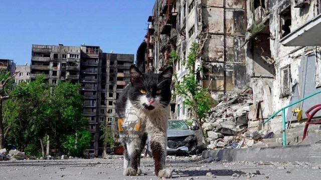 Коты-работяги