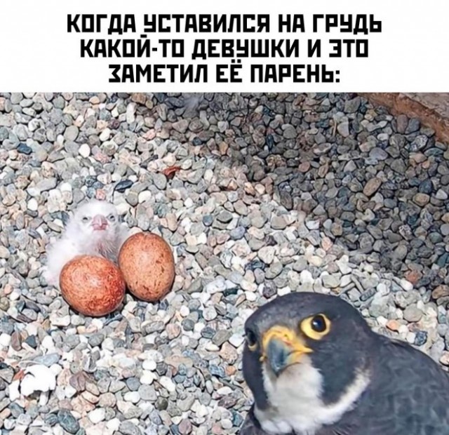 Картинки и мемы, всем хороших выходных