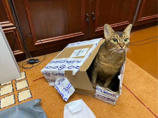 Котовторнику посвящается!