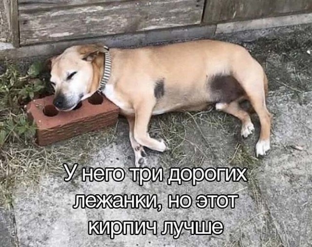 Картинки и мемы, всем хороших выходных