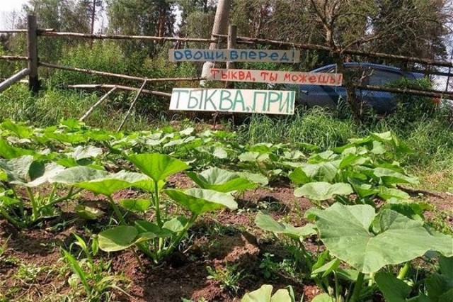 Обнажённая садовница ходит без лифчика, ведь это помогает растениям лучше расти