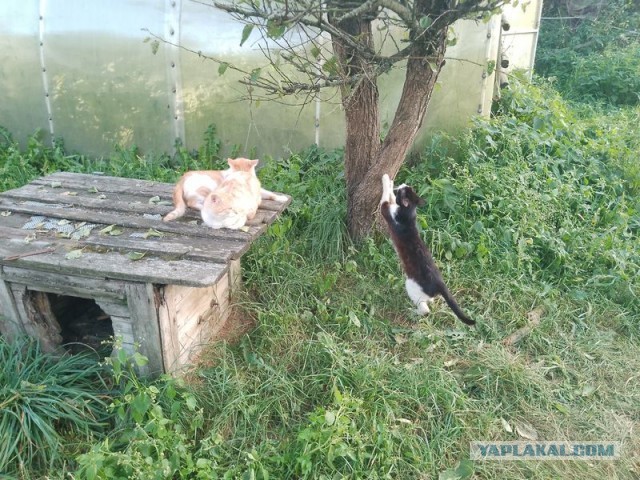 Жизнь домашнего приюта для котеек 461
