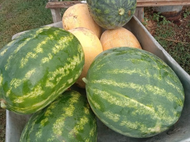 Татарские арбузы