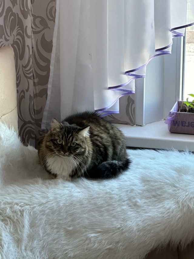 А в следующей жизни я хотел бы быть котом