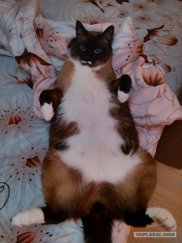 Котовторник 21.05.2013
