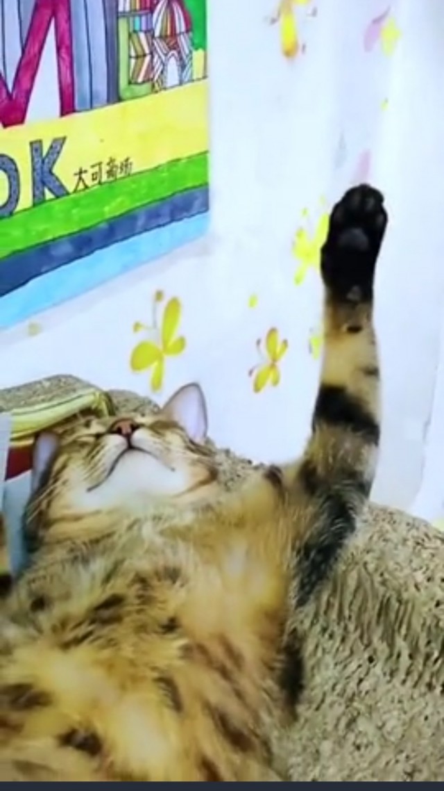 Спящие коты - это что-то с чем-то