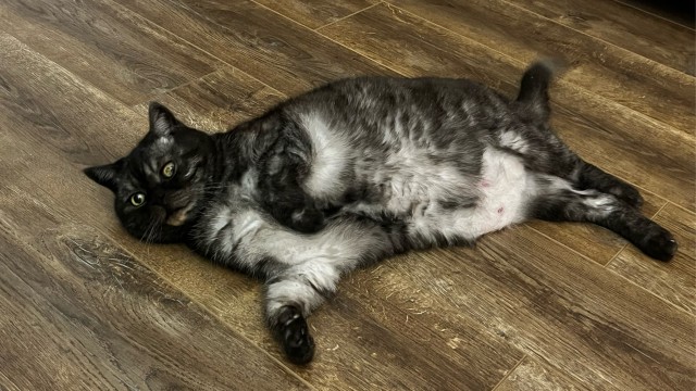 Котовторник 05/11/2024