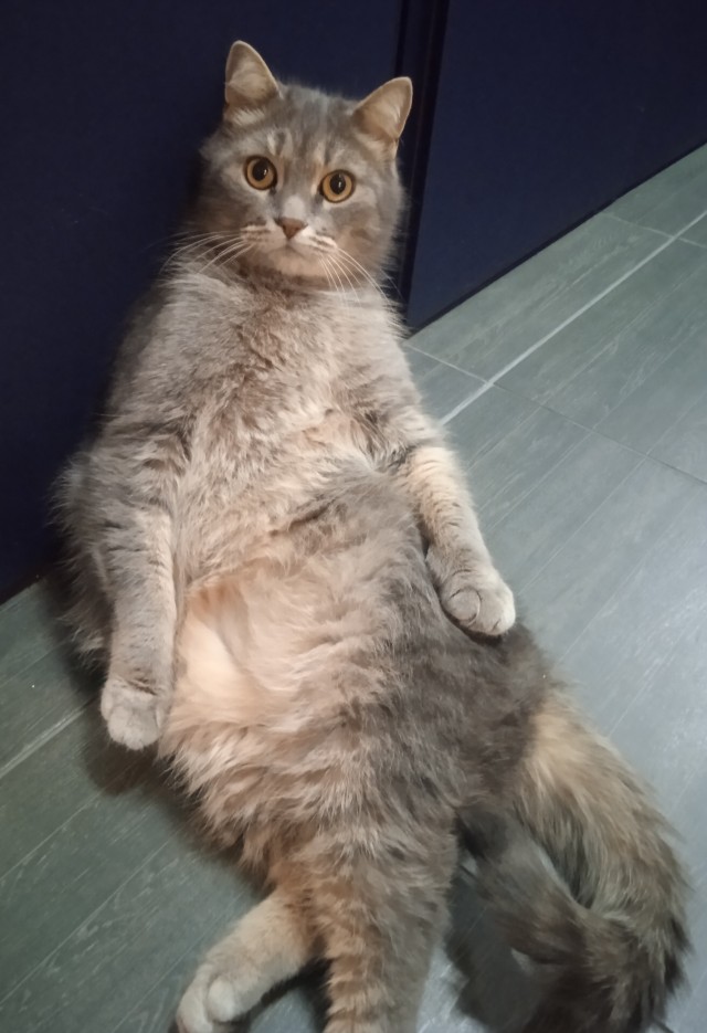 Вот такой котовторник