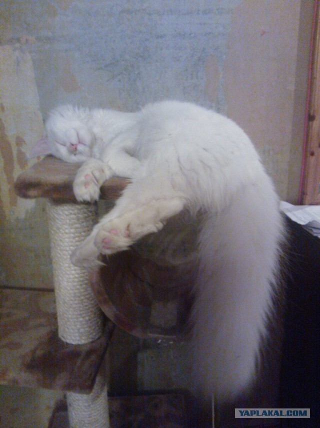 Немного о  Мейн Куне.