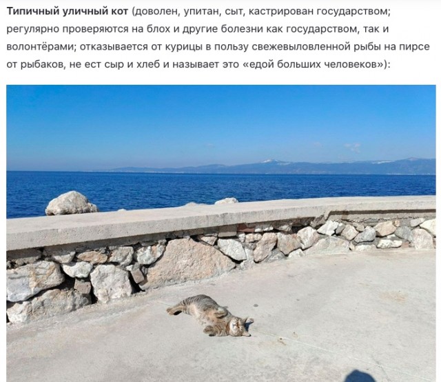 Турецкий кот.