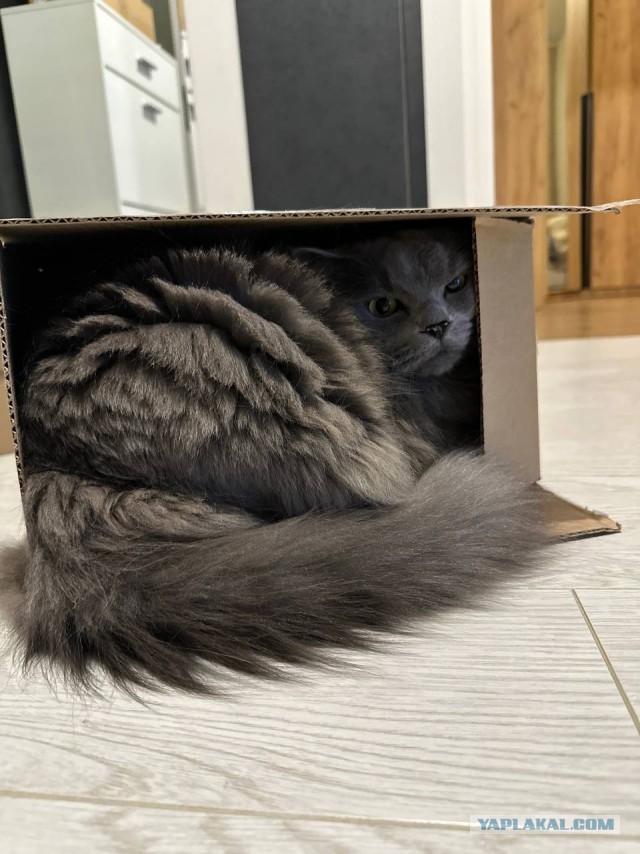 Котокоробковое