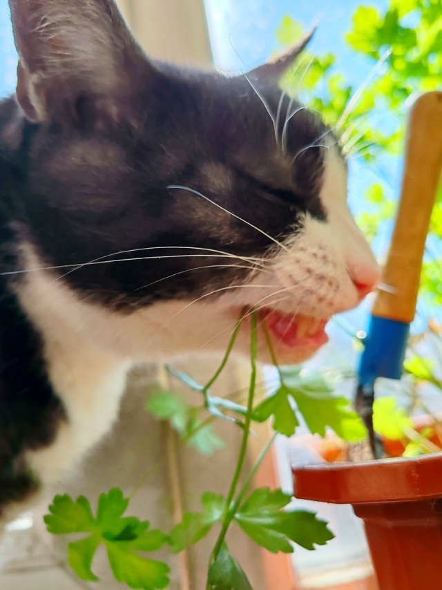 Снова наши коты