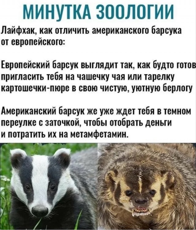 Подвинься, жирный